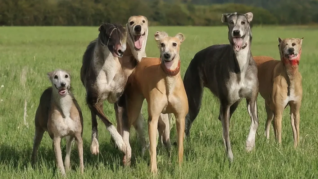 greyhounds