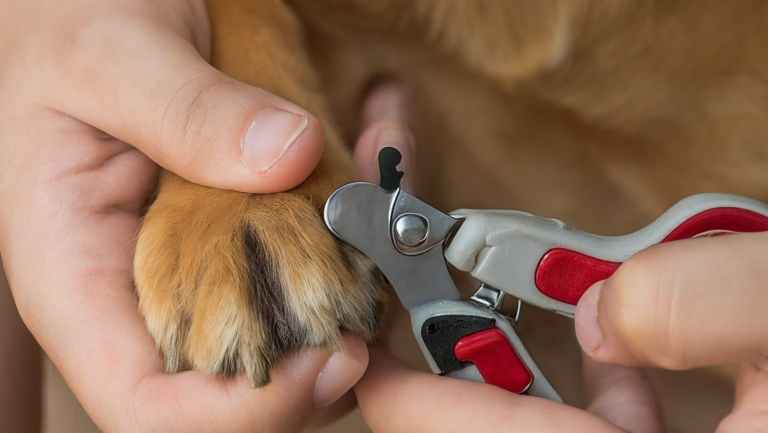 how to cut a dog's nail cutting?