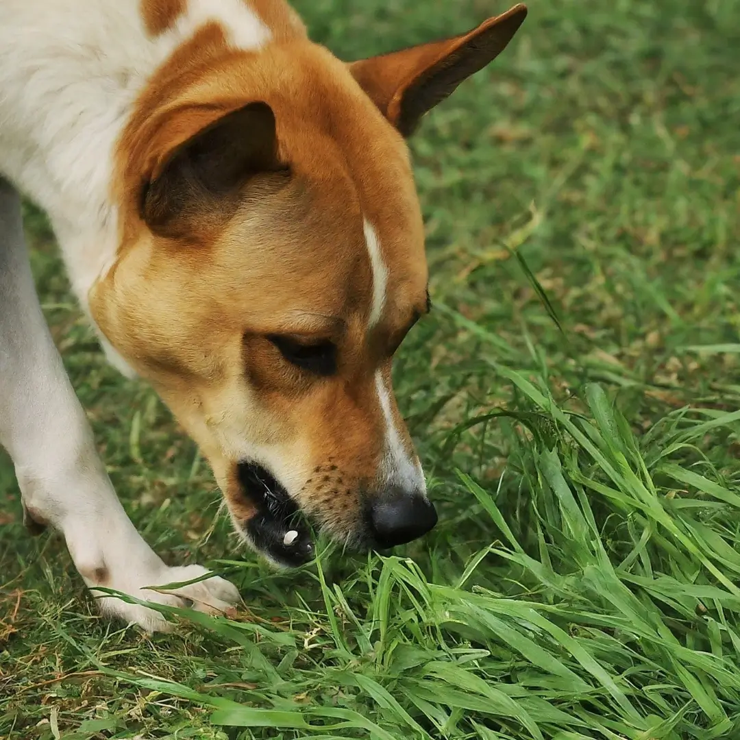 dog is eating grass