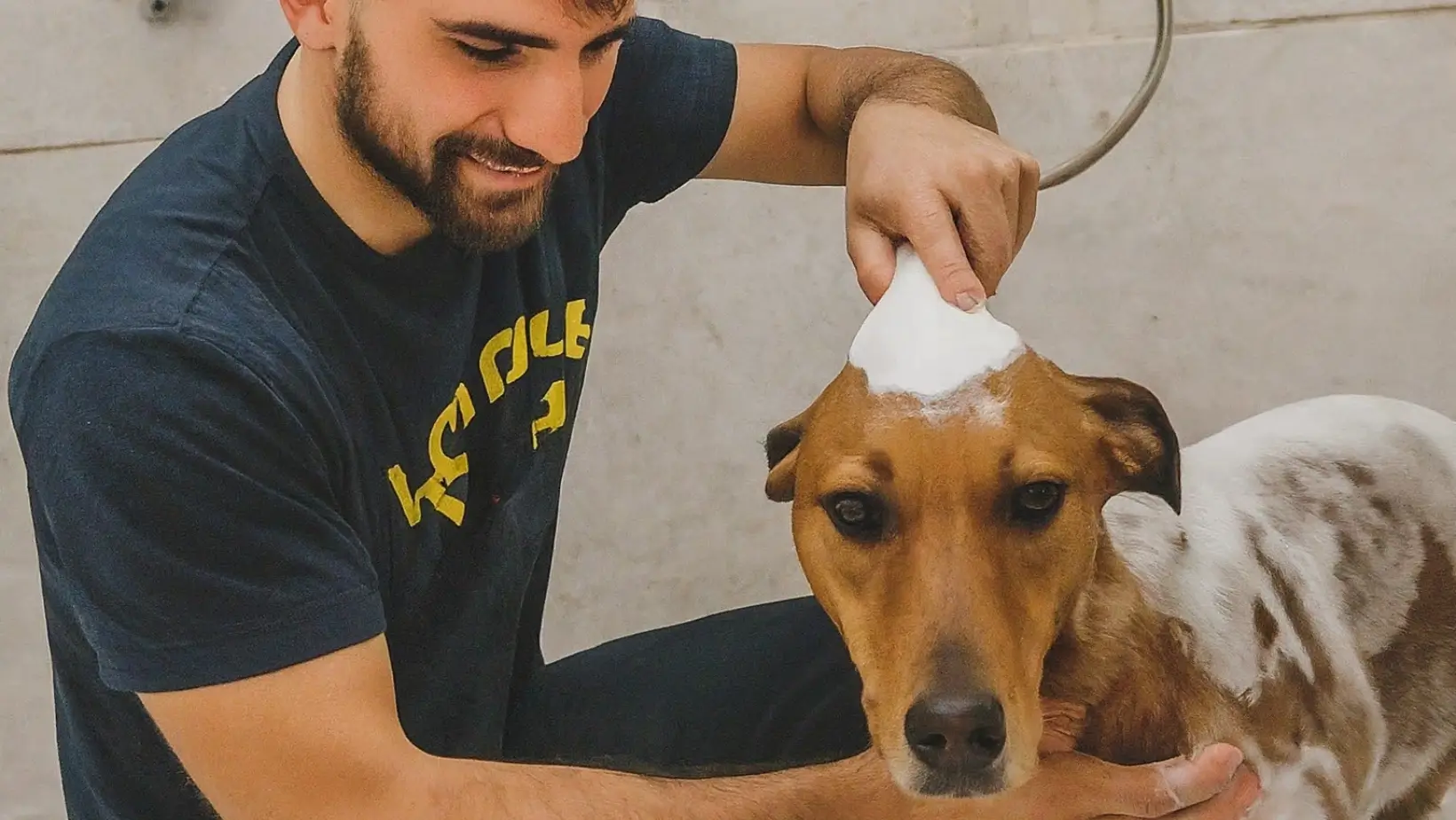 a man is applying shampoo on a dog