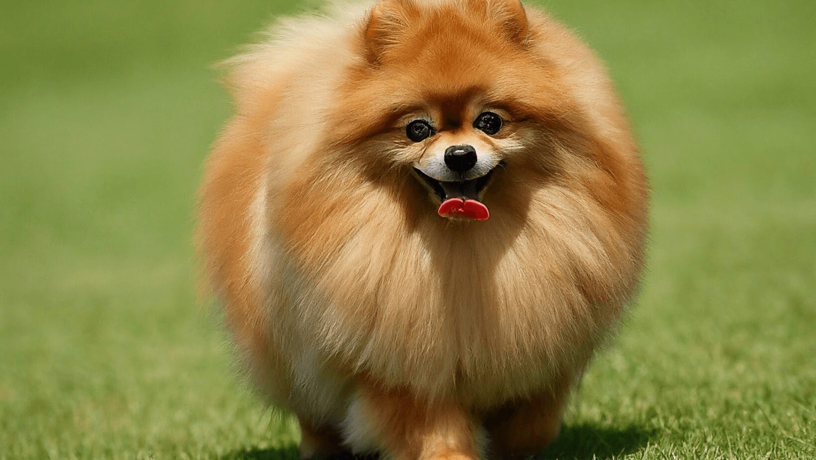 Pomeranian dog