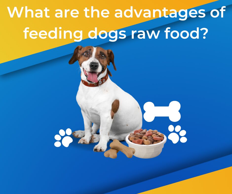 dogs raw food