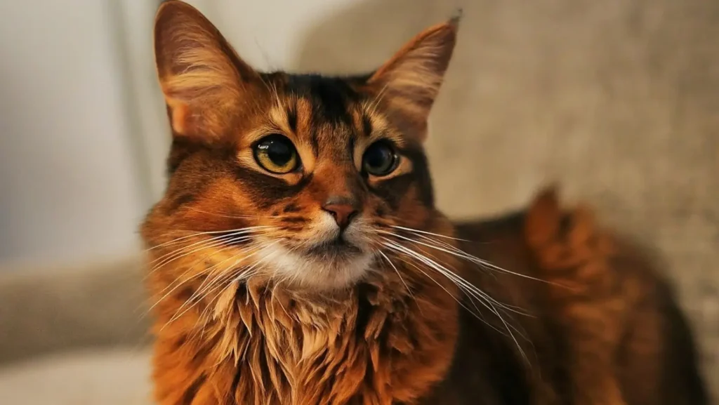 Somali cat