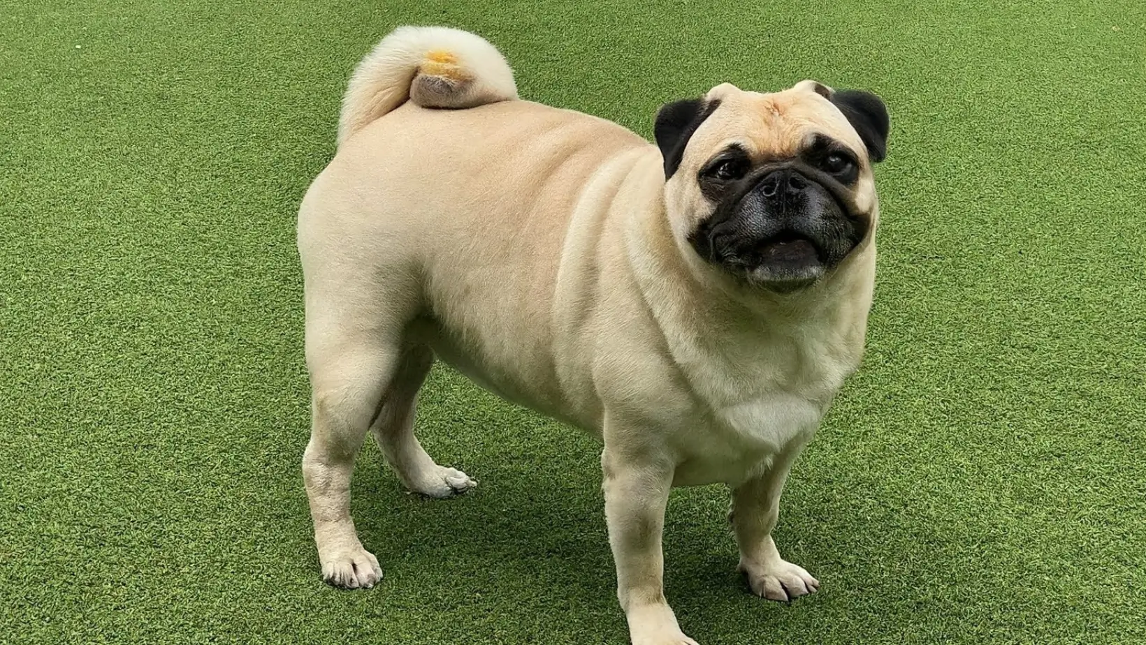 pug dog