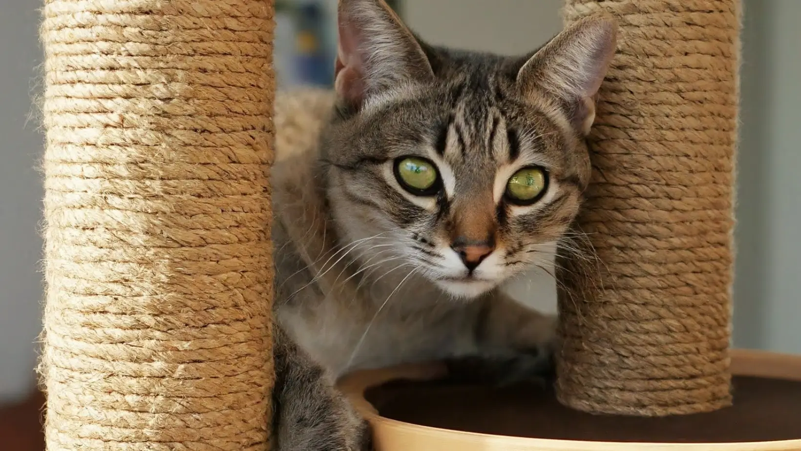 a cat is playing on scratching post