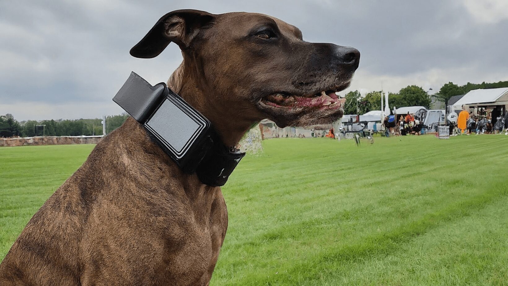 a dog is sitting on grass wearing GPS collar