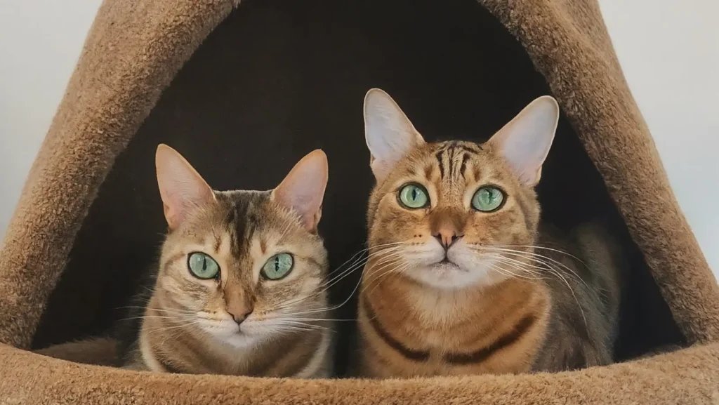 two cats sit in bed cave