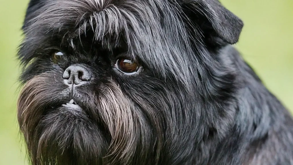 Affenpinscher is a dog breed