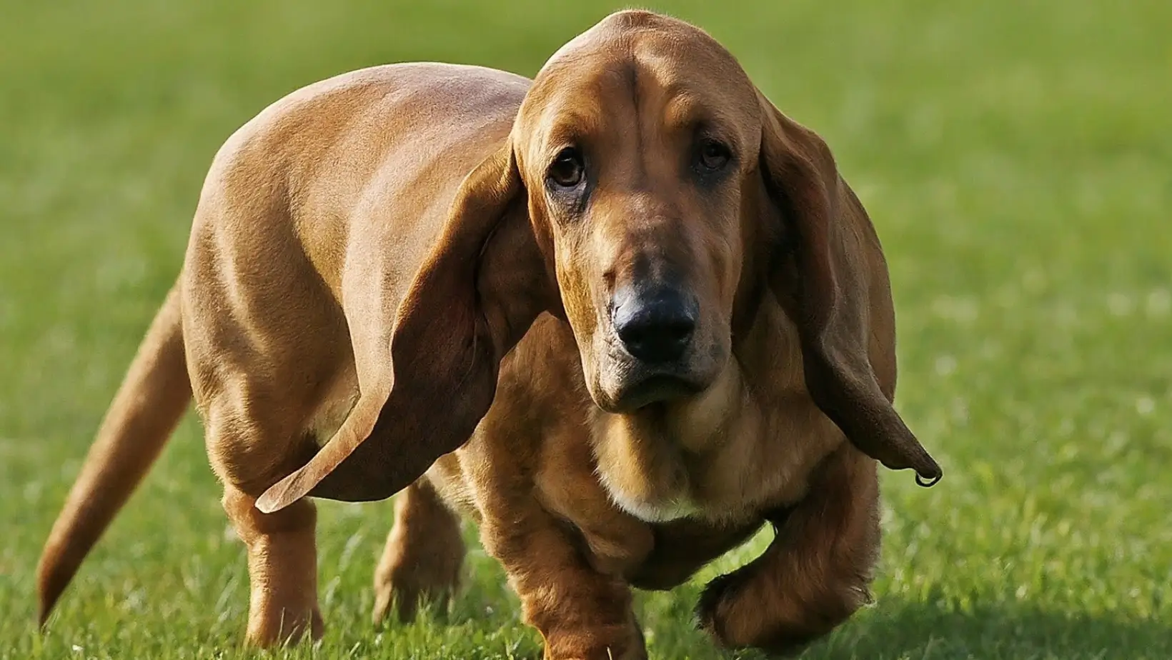 Basschshund is walking on grass